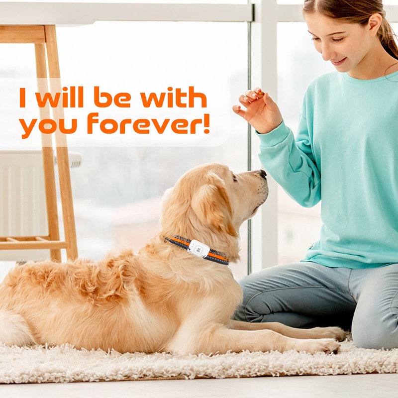 Urządzenie śledzące GPS AGPS d – Pet Supplies Discount recenzja i cena