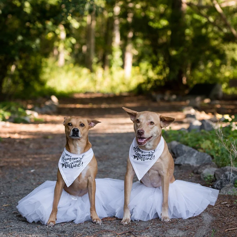 Moi ludzie biorą ślub chustka  – Dog Bandana Scarf recenzja i cena